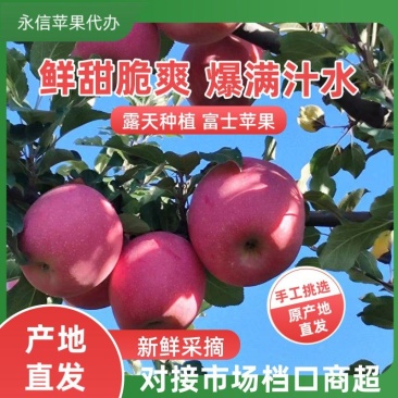 高山套袋红富士大量供应中全国发货对接市场档口量大从优