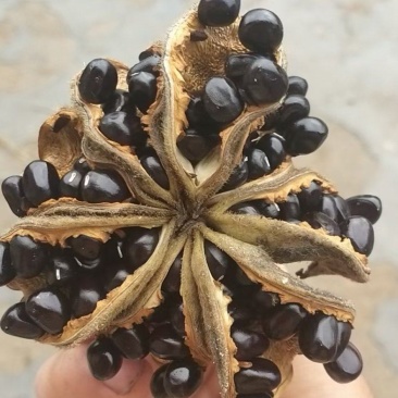 牡丹籽，育苗牡丹种子，榨油牡丹籽一手货源