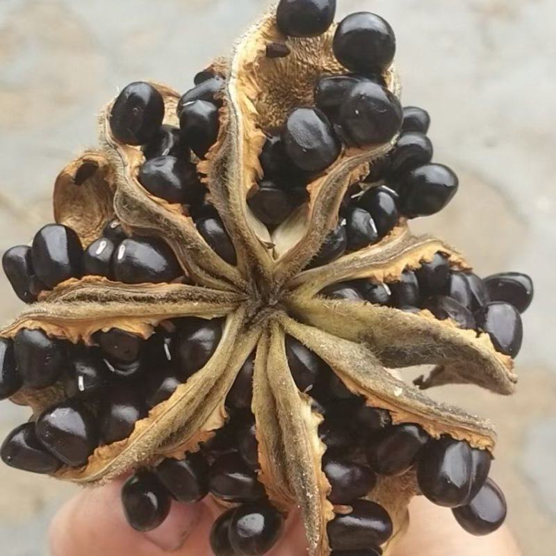 牡丹籽，育苗牡丹种子，榨油牡丹籽一手货源