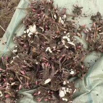 芍药种苗，白芍芽头，药用，观赏，林下套种，价格便宜收益高