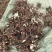芍药种苗，白芍芽头，药用，观赏，林下套种，价格便宜收益高