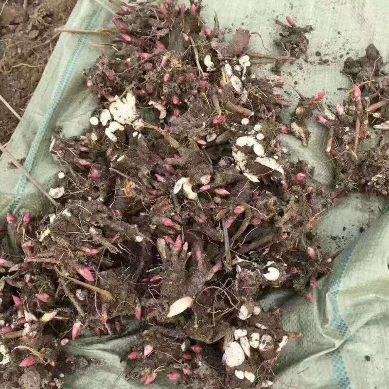 芍药种苗，白芍芽头，药用，观赏，林下套种，价格便宜收益高