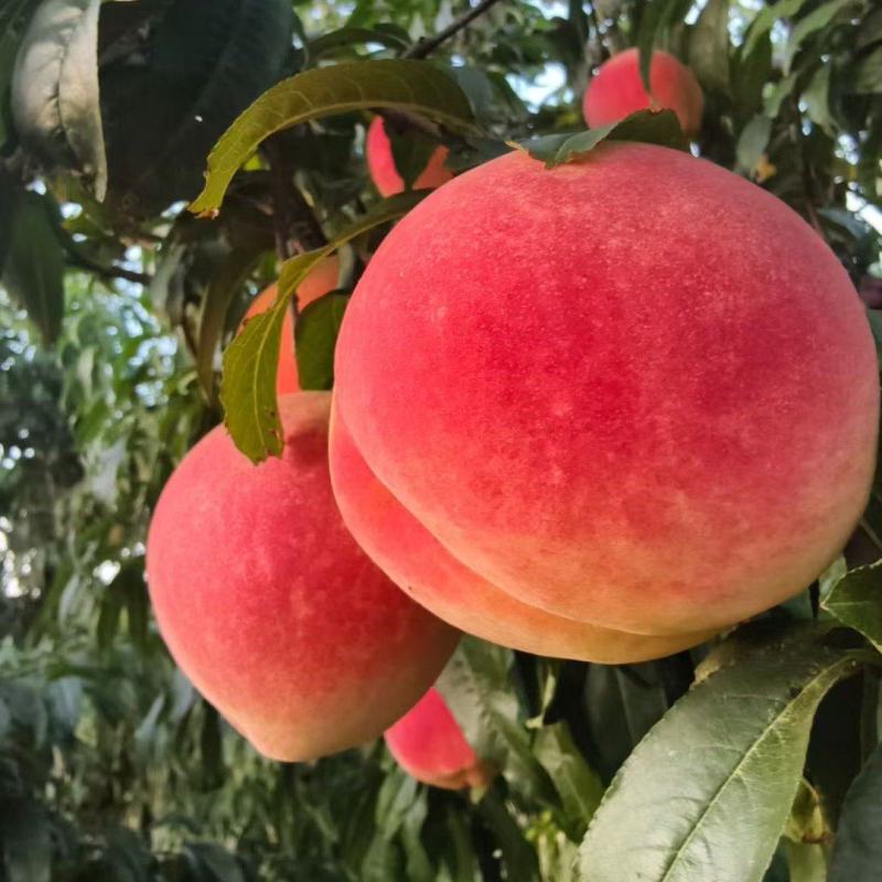 肥城桃新肥桃
