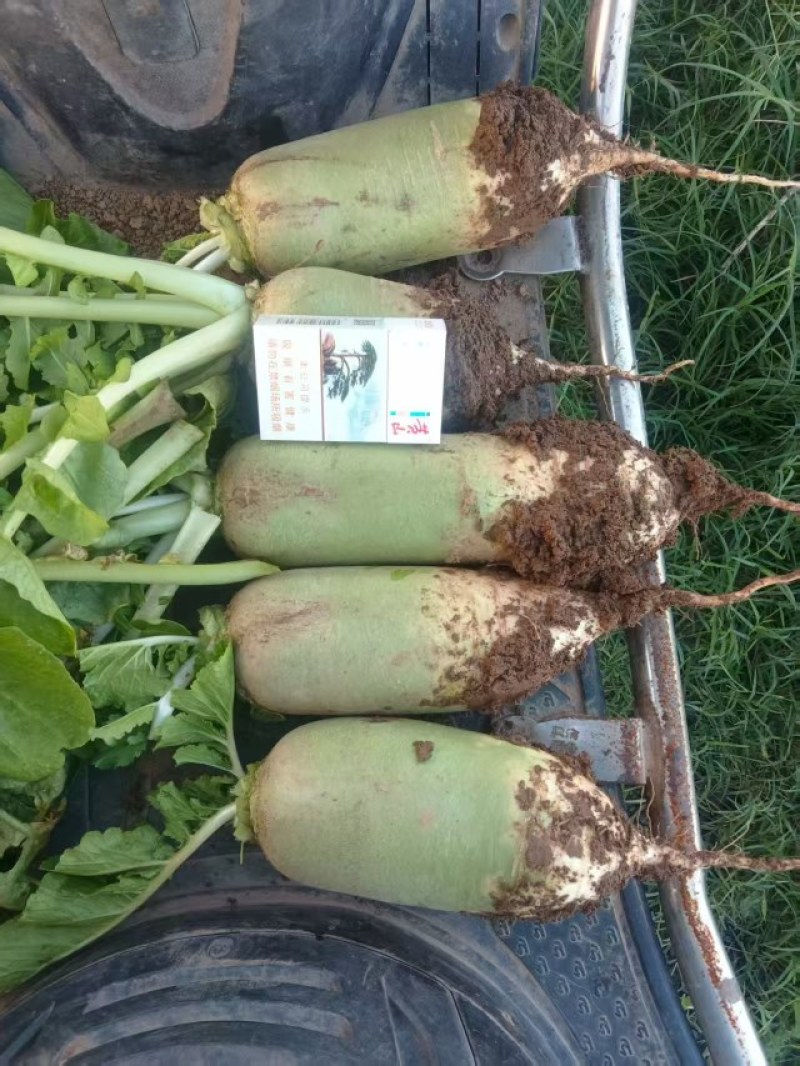 襄城县崔结实代收各种疏菜瓜果欢迎您？精品白萝卜正！大量上