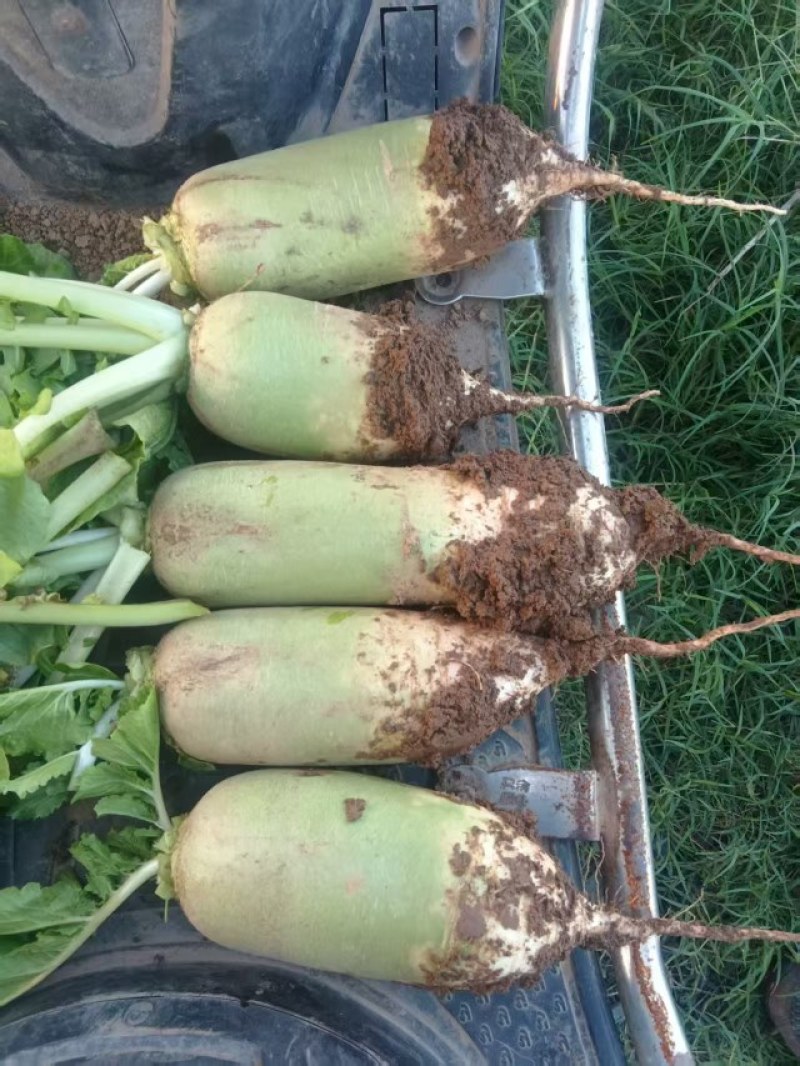 襄城县崔结实代收各种疏菜瓜果欢迎您？精品白萝卜正！大量上