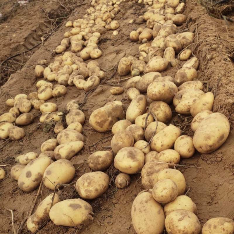 沃土5号土豆产地一手货源对接市场各大电商欢迎☎️联系