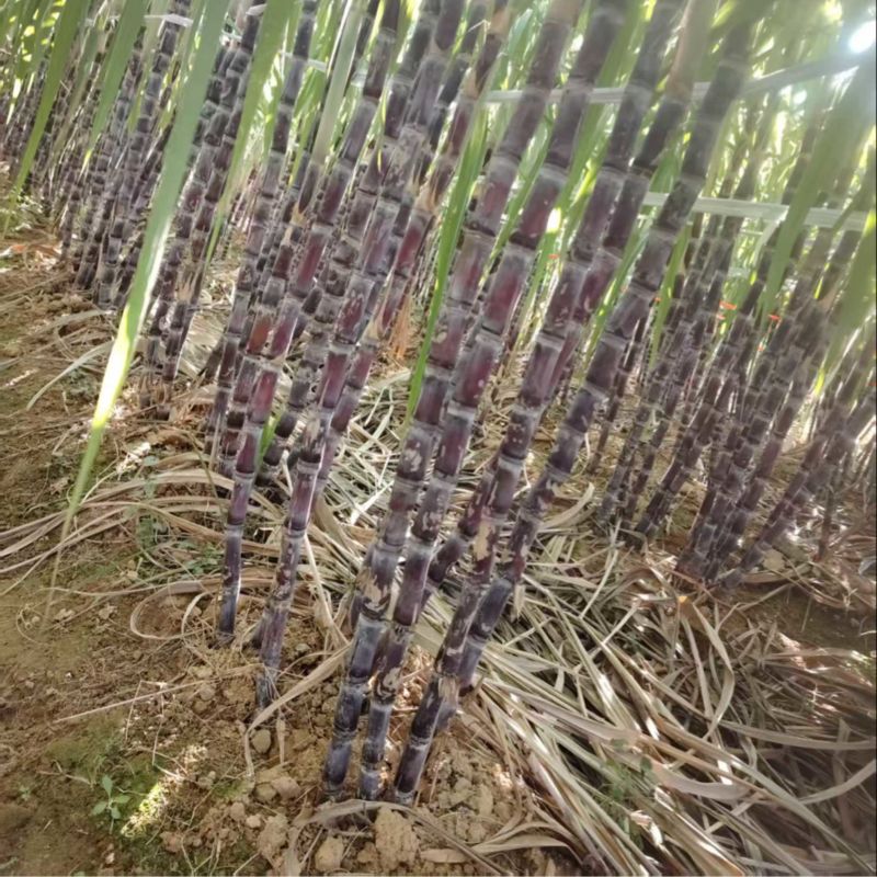 自家甘蔗通货的来价格可议