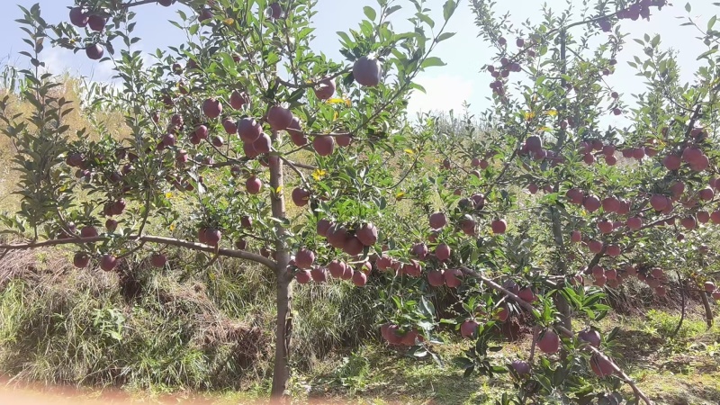 精品花牛苹果大量上市/口感脆甜甘肃原产地发货量大从优