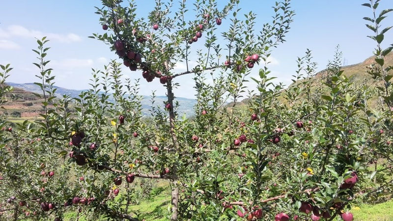 精品花牛苹果大量上市/口感脆甜甘肃原产地发货量大从优