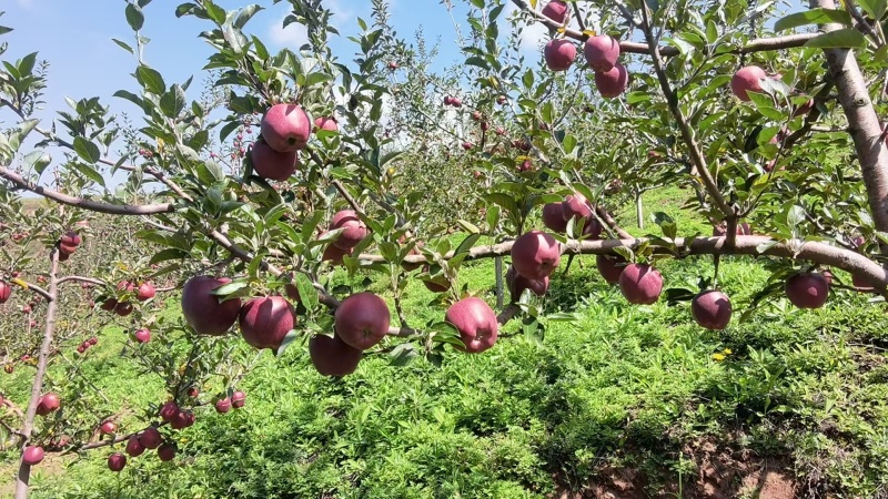 精品花牛苹果大量上市/口感脆甜甘肃原产地发货量大从优