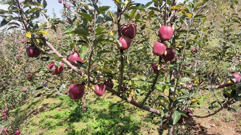 精品花牛苹果大量上市/口感脆甜甘肃原产地发货量大从优
