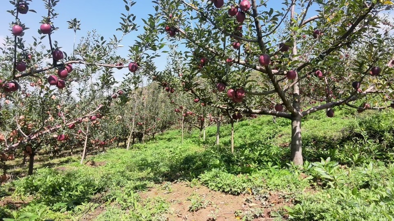 精品花牛苹果大量上市/口感脆甜甘肃原产地发货量大从优
