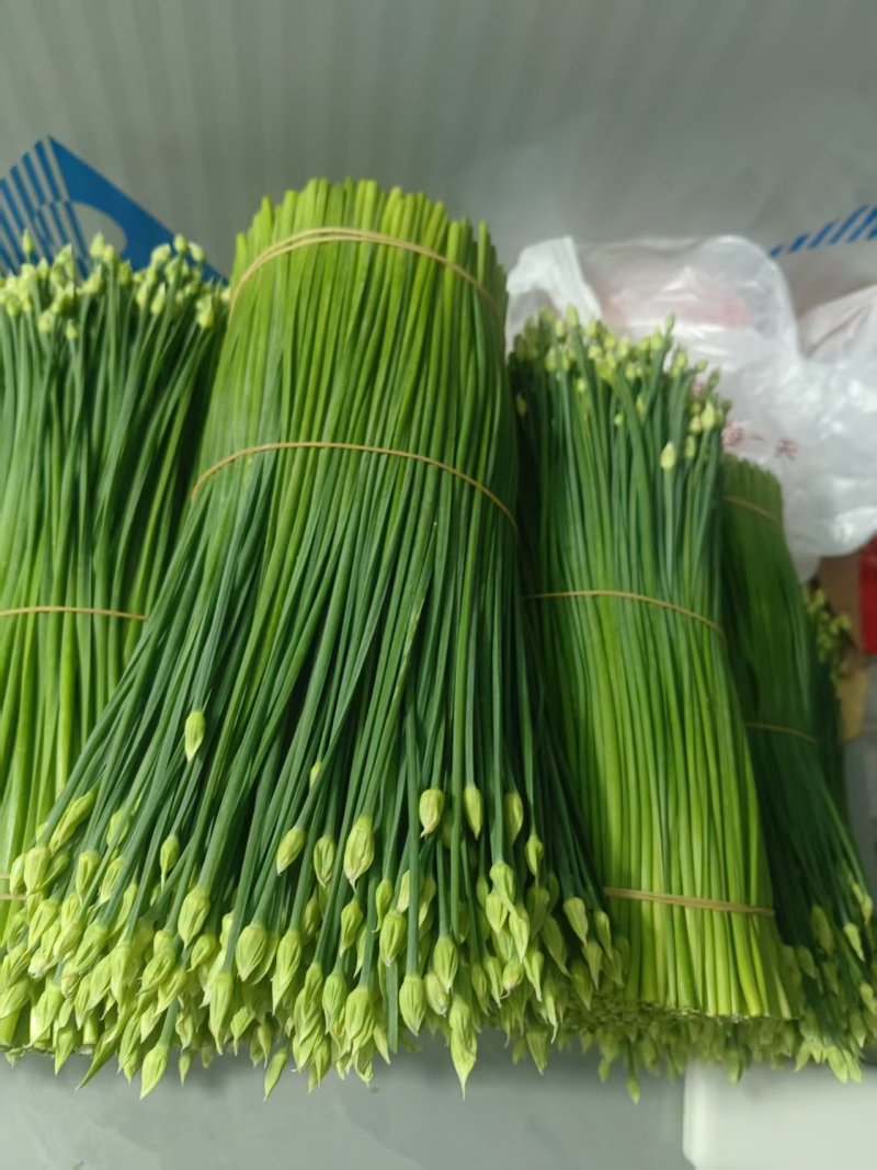 广西韭菜苔