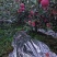 昭通糖心苹果201