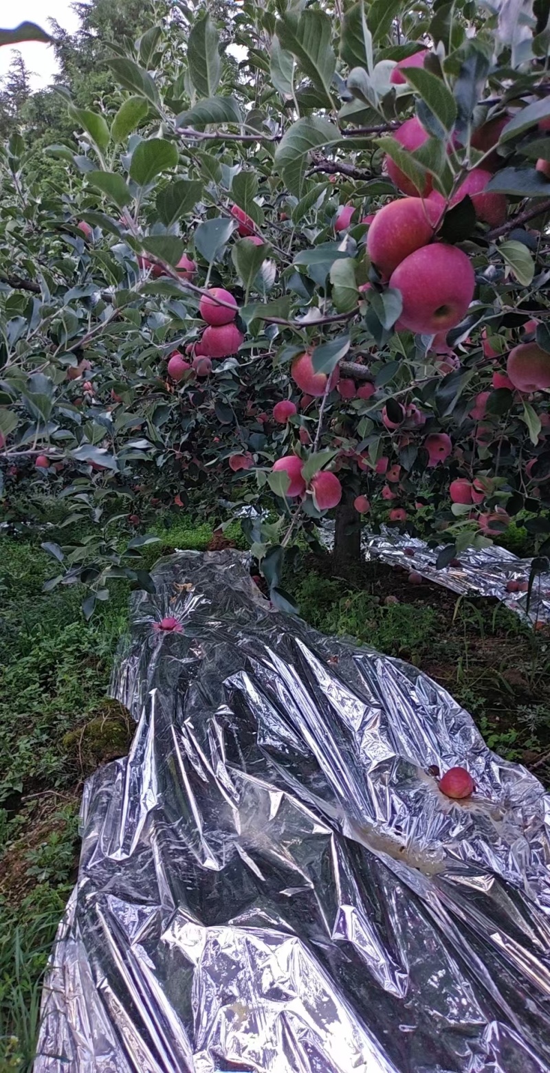 昭通糖心苹果201