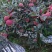 昭通糖心苹果201