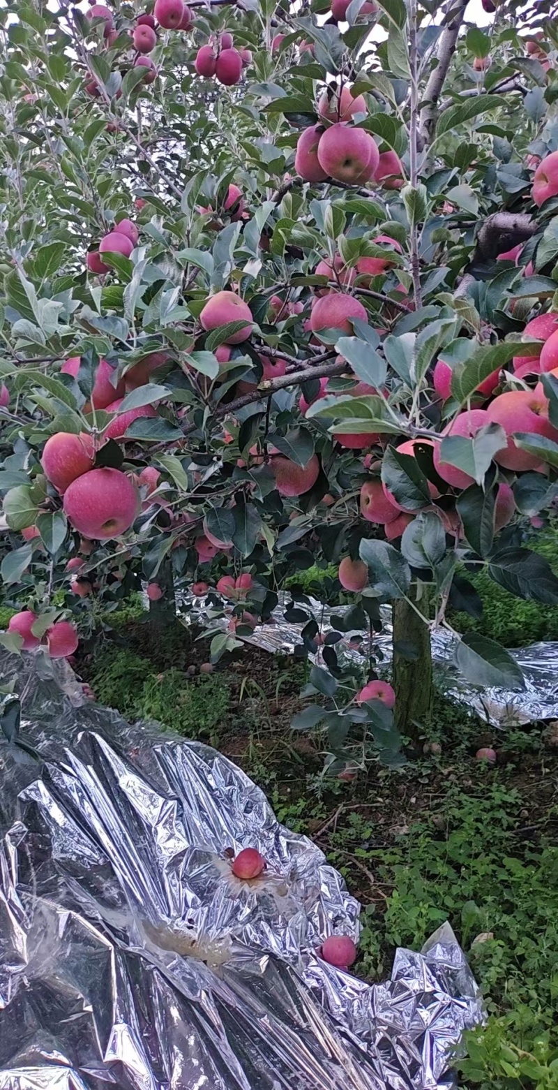 昭通糖心苹果201