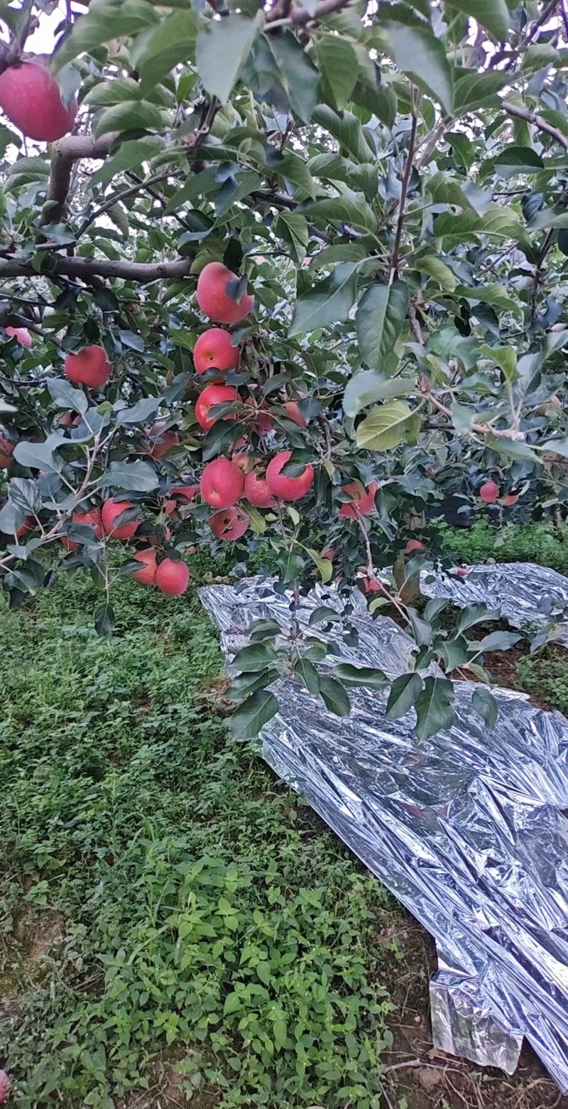 昭通糖心苹果201