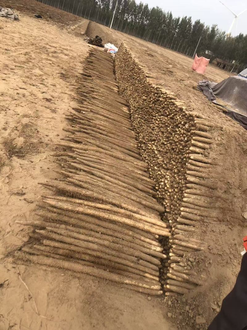 精品双棒山药，供个大商超，电商，个大市场可视频看货