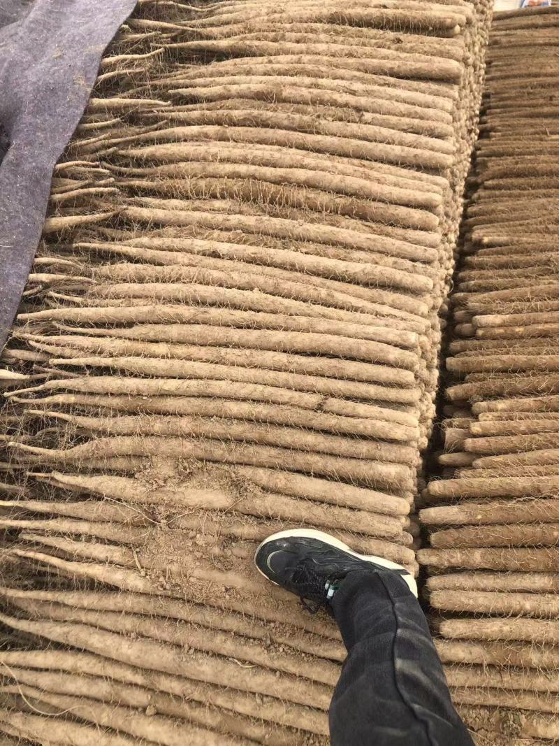 精品双棒山药，供个大商超，电商，个大市场可视频看货