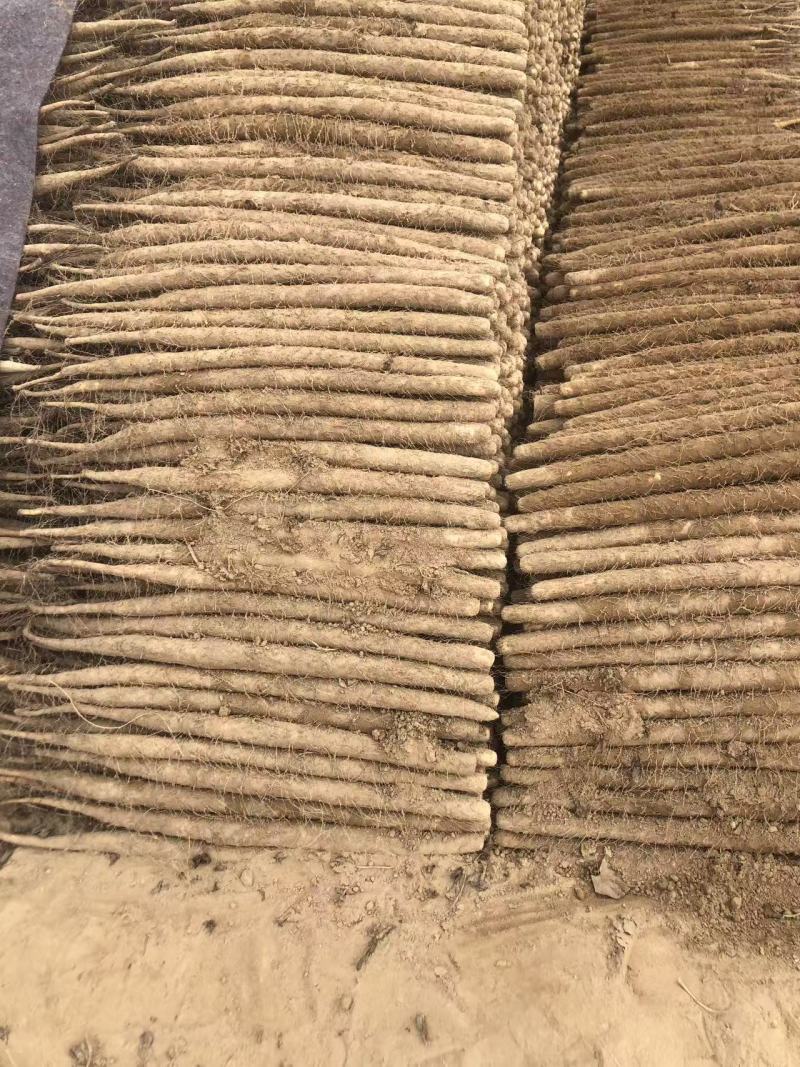精品双棒山药，供个大商超，电商，个大市场可视频看货
