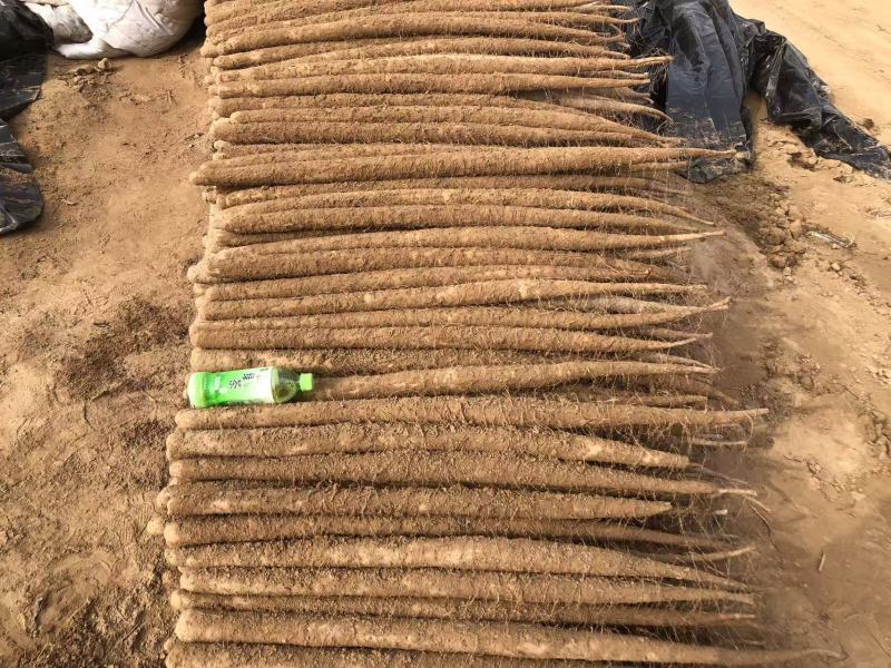 精品双棒山药，供个大商超，电商，个大市场可视频看货
