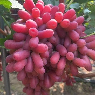 精品深红无核产地供应量大从优欢迎订购