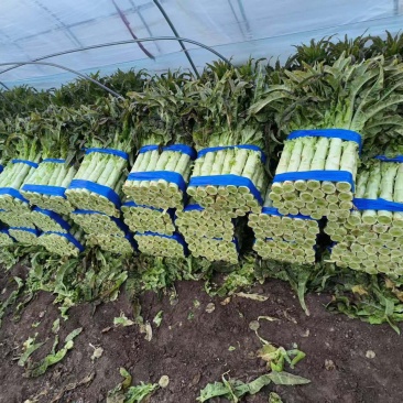 精品红叶莴苣大量上市一手货源量大万亩良田欢迎新老客户咨询