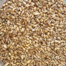 芽麦水分18.4-20%直接出，能接的联系容重759