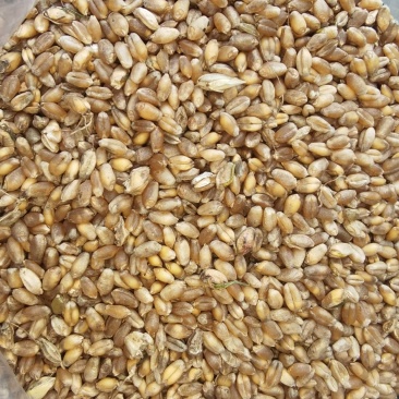 芽麦水分18.4-20%直接出，能接的联系容重759