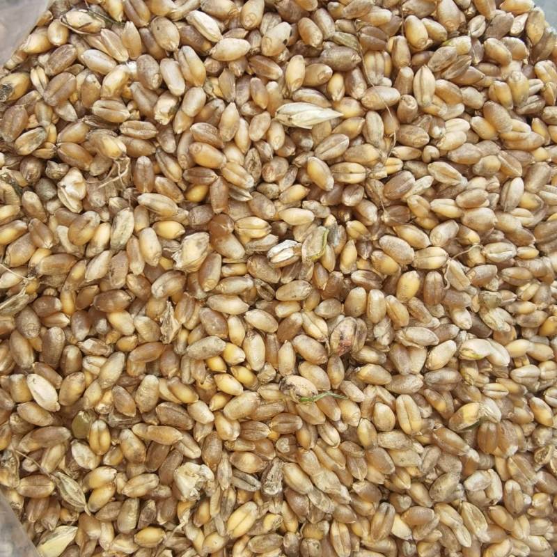 芽麦水分18.4-20%直接出，能接的联系容重759