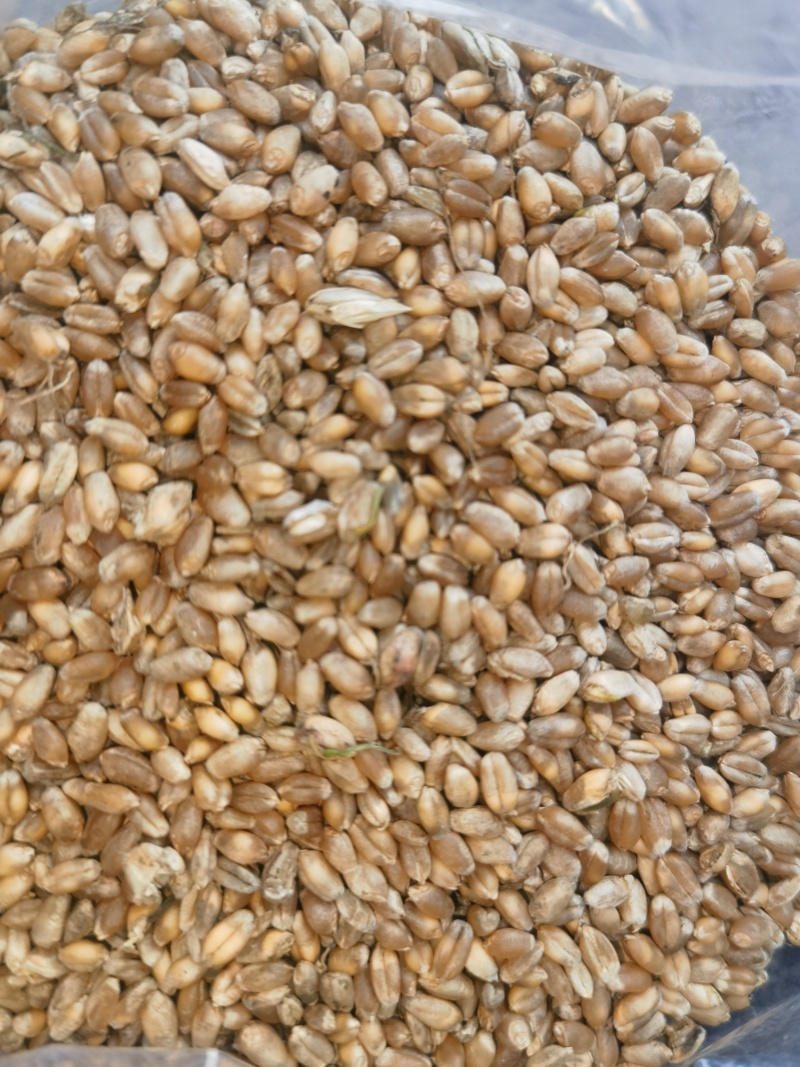 芽麦水分18.4-20%直接出，能接的联系容重759