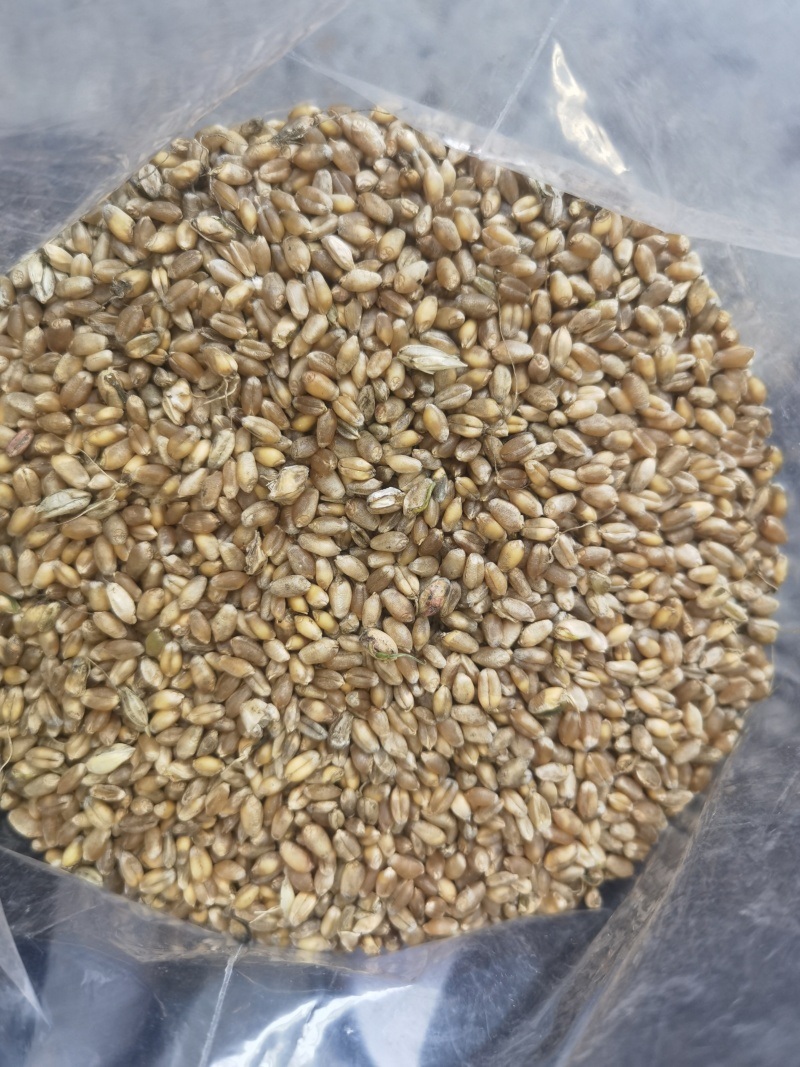 芽麦水分18.4-20%直接出，能接的联系容重759