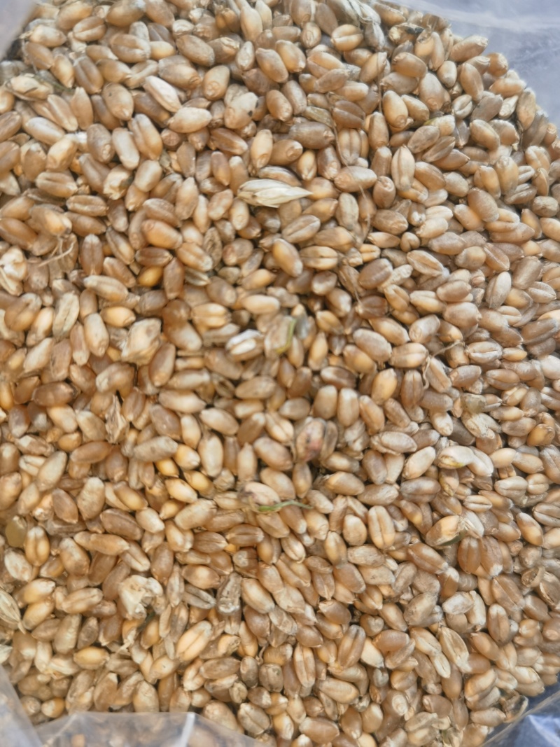芽麦水分18.4-20%直接出，能接的联系容重759