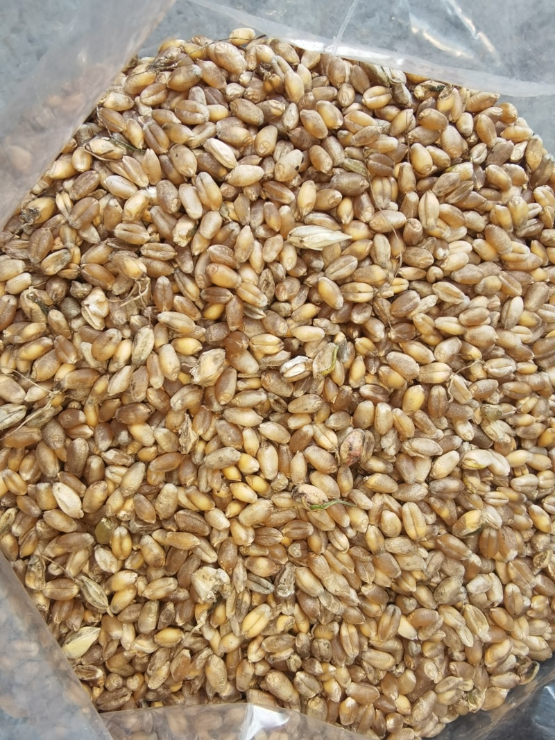 芽麦水分18.4-20%直接出，能接的联系容重759