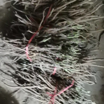 牡丹苗基地直发品质保证可视频看货诚信经营