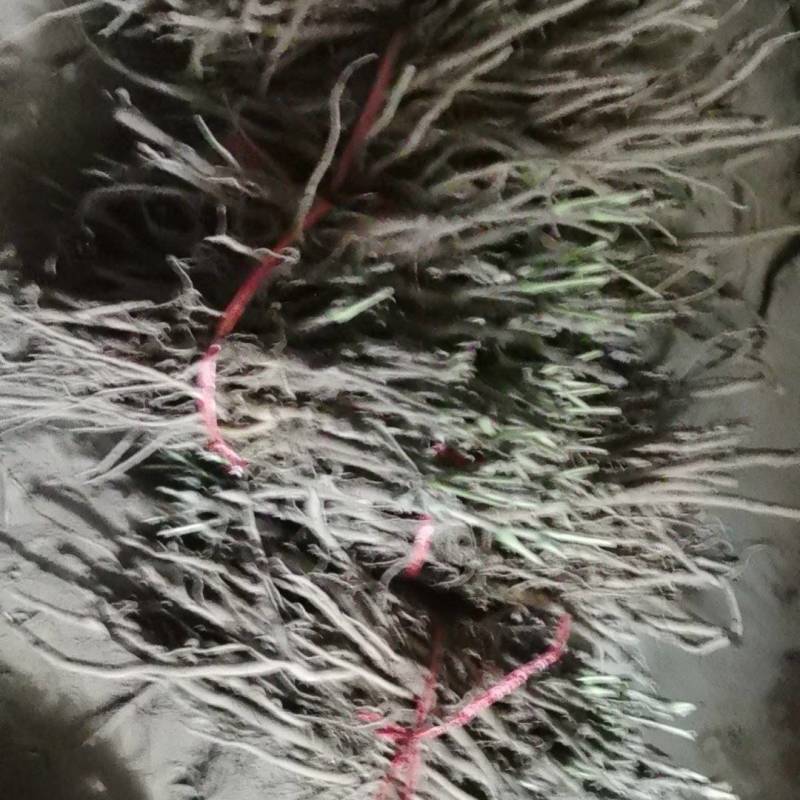 牡丹苗基地直发品质保证可视频看货诚信经营