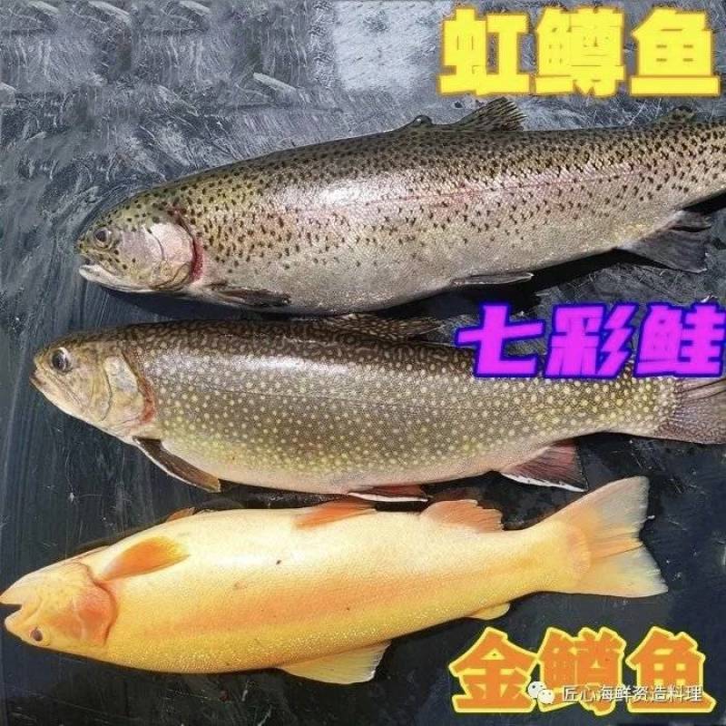 金鳟鱼虹鳟鱼批发