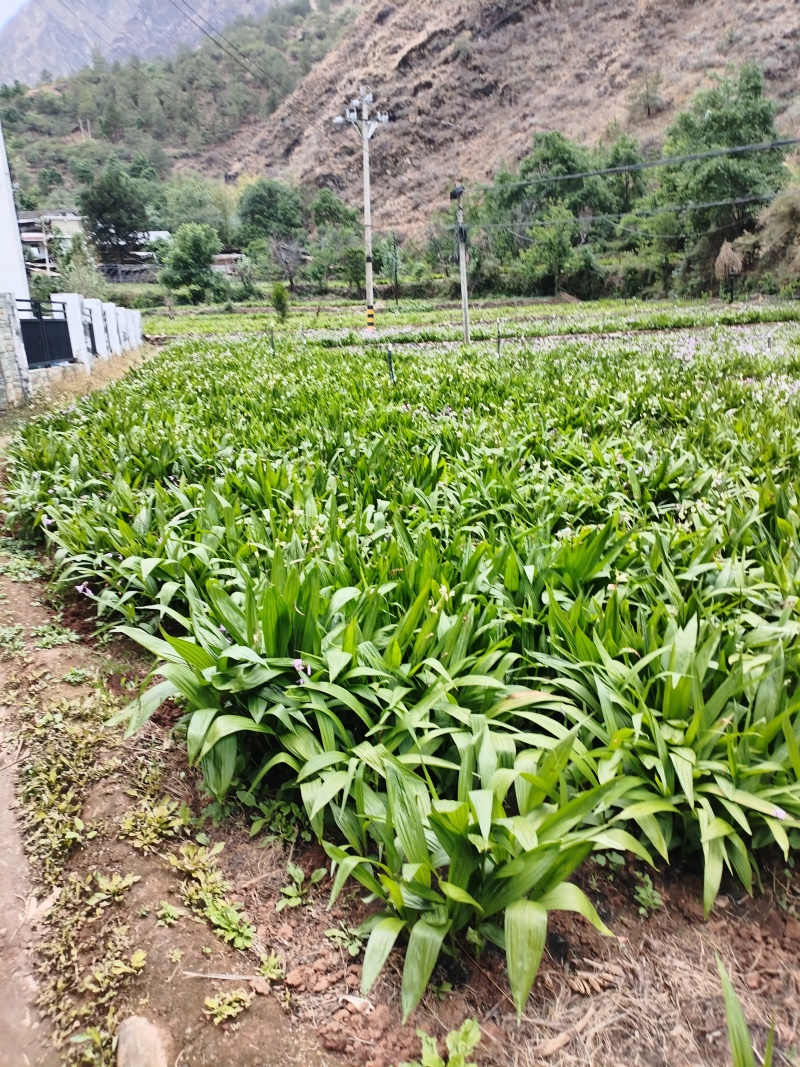 正宗白芨大甩卖随时有货超高性价比**优惠中