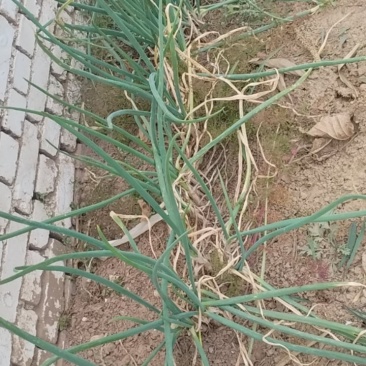 黄土高原大红葱