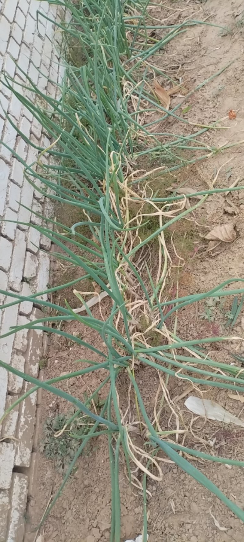 黄土高原大红葱