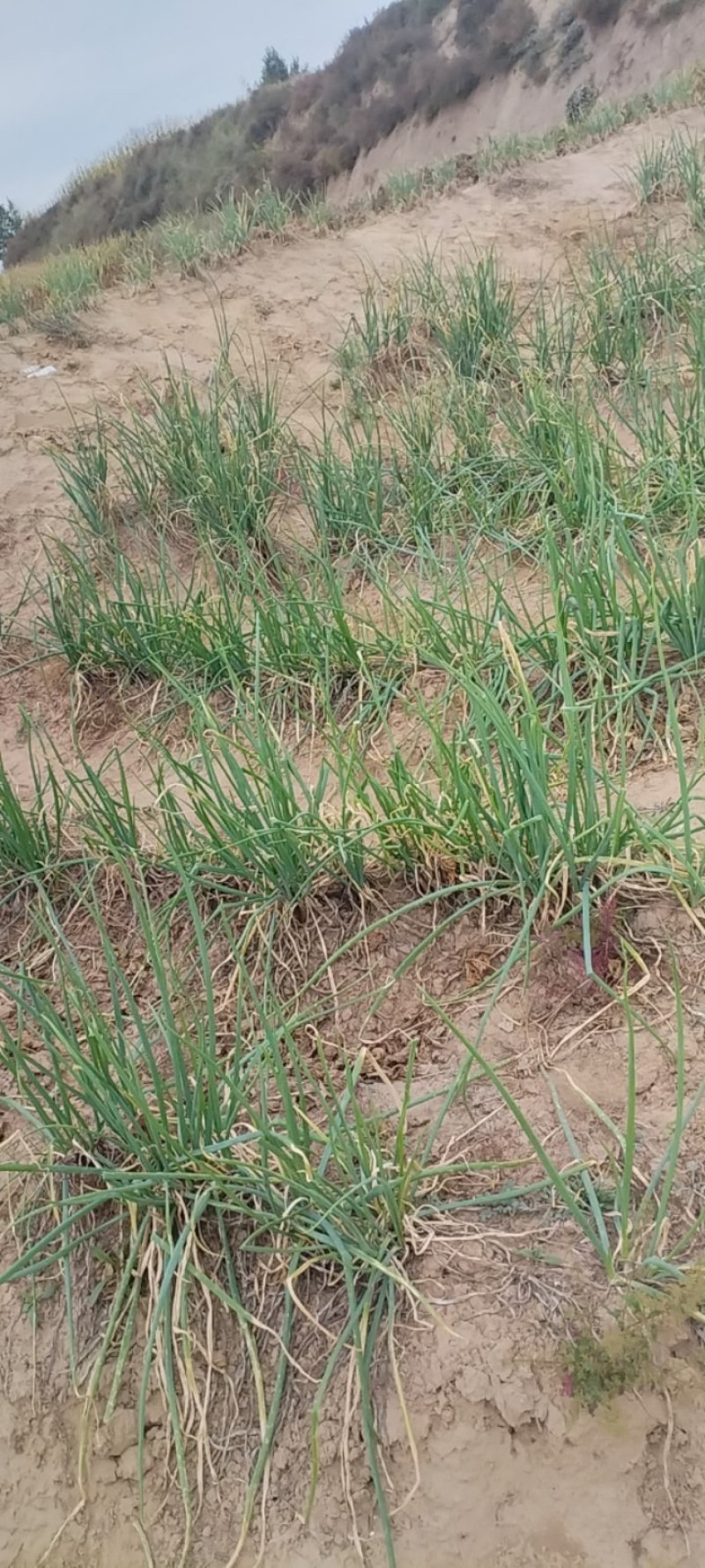 黄土高原大红葱