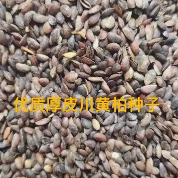 优质厚皮川黄柏种子