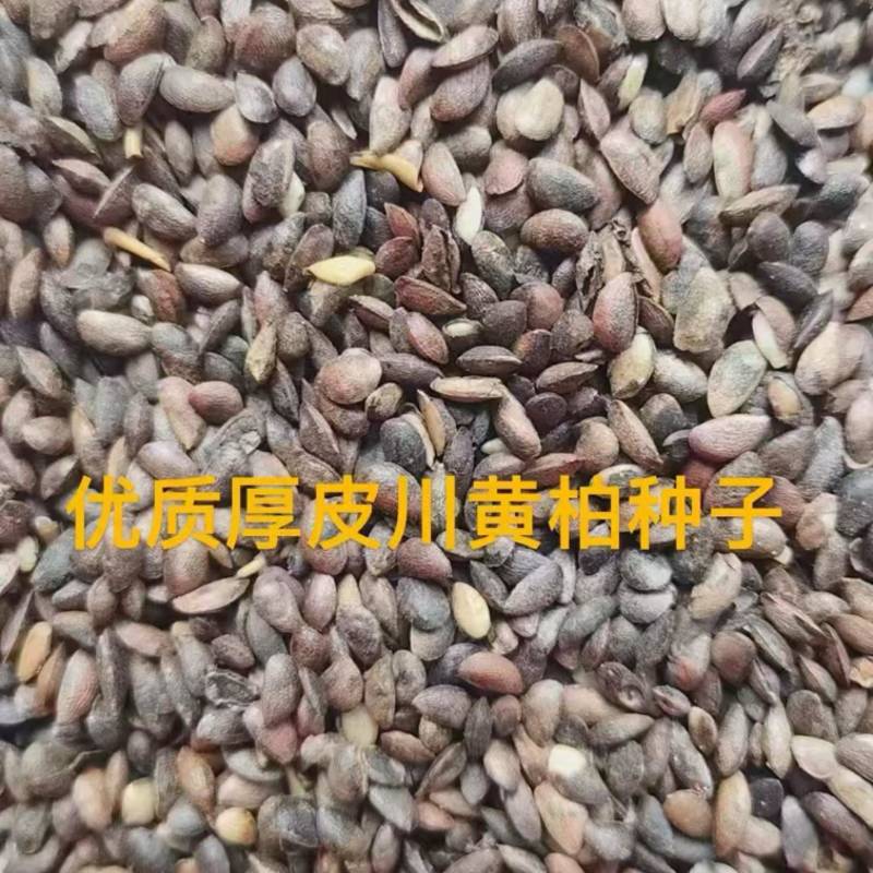优质厚皮川黄柏种子