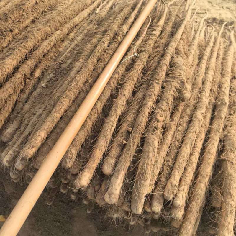 精品双棒山药，60到90，全圆头，南方热销**