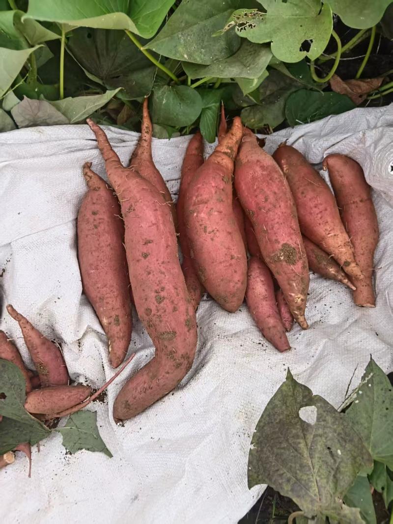 烟薯25蜜薯大量上市产地一手货源支持物流发货