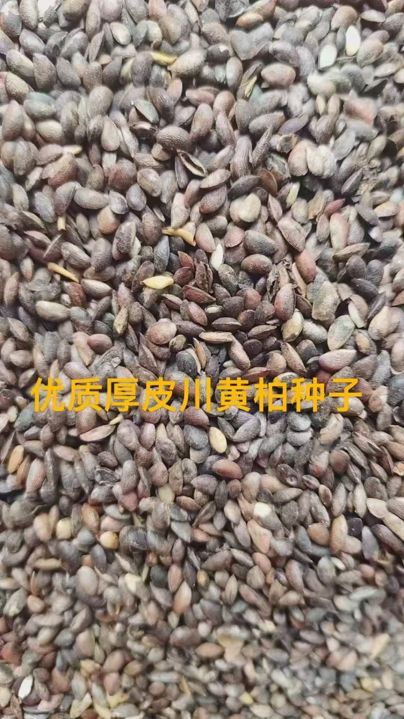 优质厚皮川黄柏种子