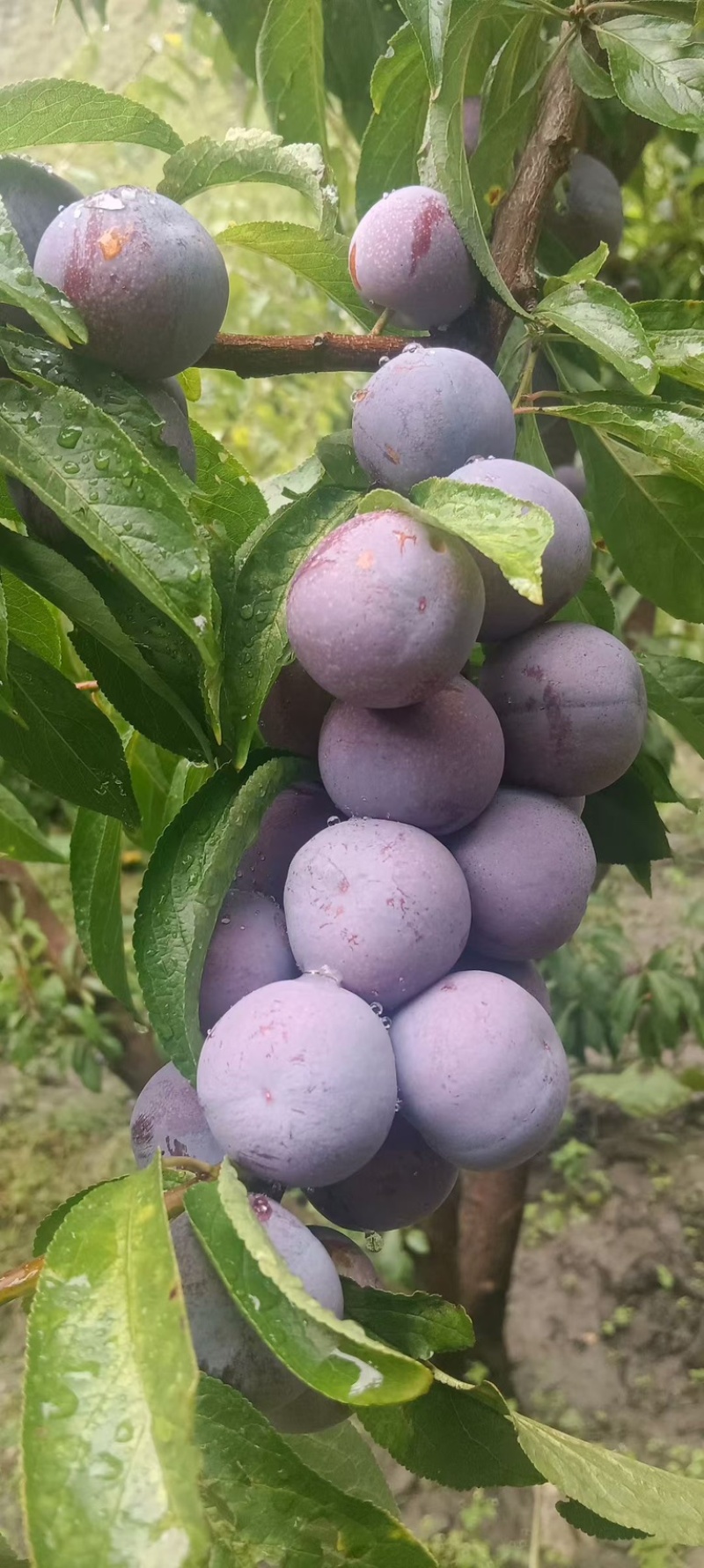 茂县红翠李，红脆李，代办
