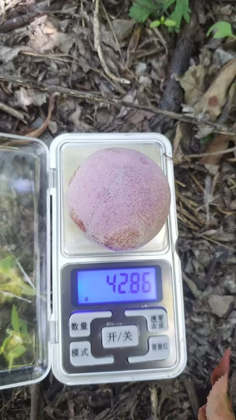 茂县红翠李，红脆李，代办