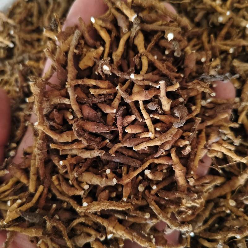 九节菖蒲水洗无杂质九节菖蒲批发零售